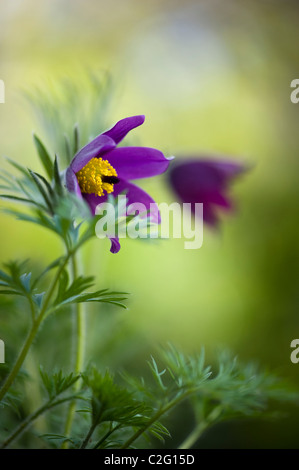 A single purple flower head of Pulsatilla vulgaris - Pasque flower Stock Photo