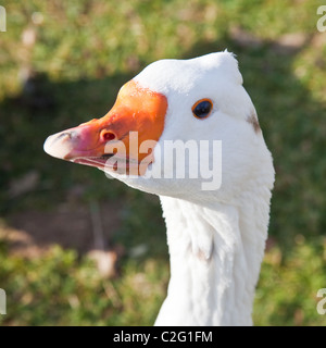 Mixed breed Embden and Roman crested gander, Hampshire, England, United Kingdom. Stock Photo