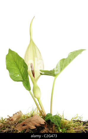 Arum maticulatum flower and leaves also known as a cuckoo pint or a lords and ladies flower Stock Photo