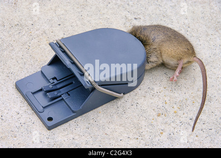 Mausefalle - mousetrap 03 Stock Photo