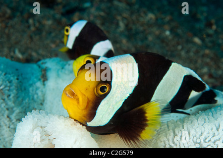 Saddleback anemonefish, Amphiprion polymnus, in a bleached anemone Sulawesi Indonesia. Stock Photo