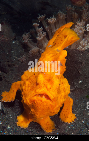 Giant frogfish, Antennarius commersoni, Sulawesi Indonesia. Stock Photo