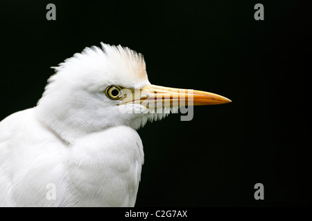 Cattle egret, Bubulcus ibis, single bird head shot, Indonesia, March 2011 Stock Photo