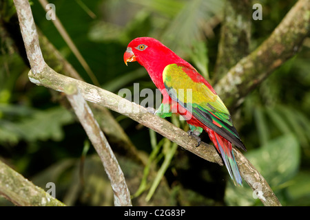 Chattering lory, Lorius garrulus, single captive bird on branch, Indonesia, March 2011 Stock Photo