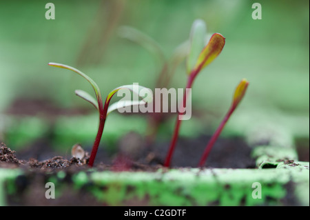 Beta vulgaris. Cultivating Beetroot seedlings Stock Photo