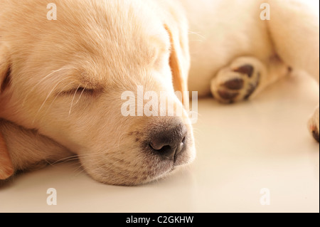 Portrait of a adorable labrador puppy, laying on sofa at home. Copyspace for your text and logo. Insurance concept Stock Photo