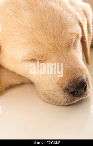 Portrait of a adorable labrador puppy, laying on sofa at home. Copyspace for your text and logo. Insurance concept Stock Photo