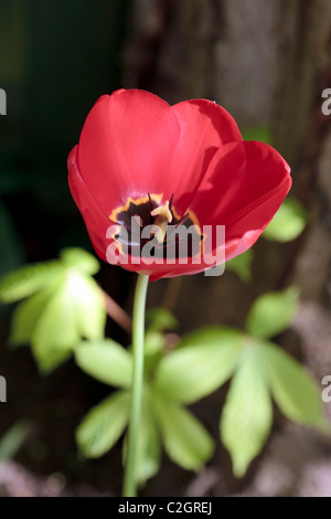 Red poppy Stock Photo
