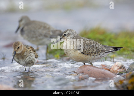 Juvenile Knots (Calidris canuta) and Dunlins (Calidris alpina) foraging in shallow water. Stock Photo