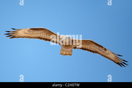 Western Honey Buzzard (Pernis apivorus) in flight. Stock Photo