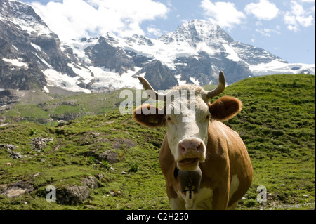 A cow in the Lauterbrunnen Valley, Switzerland