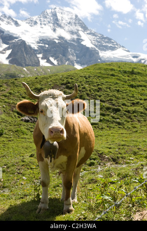 A cow in the Lauterbrunnen Valley, Switzerland Stock Photo