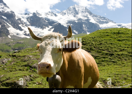 A cow in the Lauterbrunnen Valley, Switzerland Stock Photo