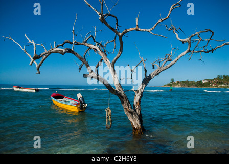 Colorful fishing boats anchored in Frenchman's Bay with tree and rope in foreground at Treasure Beach, St Elizabeth, Jamaica. Stock Photo