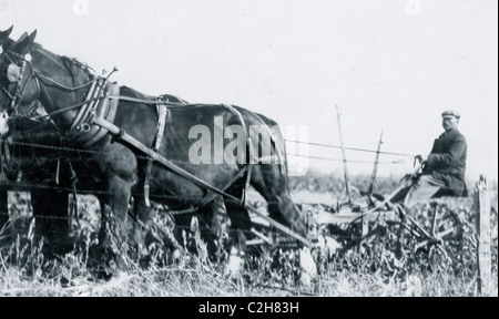 A Giddings beet-puller, drawn by 4 horses. The two knives pass along the sides of the beet rows and loosen the soil -- but they do not pull the beets -- the workers finish pulling by hand, often with some extra exertion. A kind of hand plow puller is often used on small farms. Near Sterling, Stock Photo