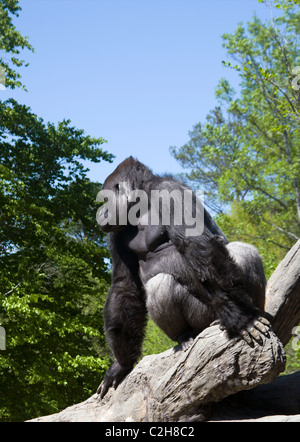 A gorilla sitting on a fallen tree. Stock Photo