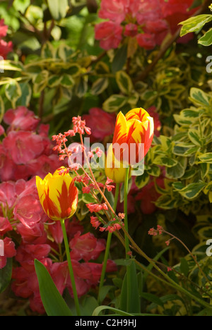 'Holland Queen' Tulips and rhododendrons Stock Photo