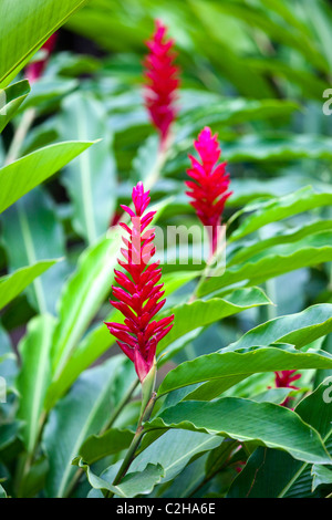 Red Ginger flowers or Alpinia purpurata, Tayrona National Park in Colombia Stock Photo