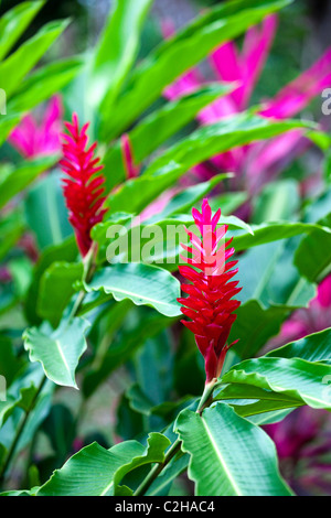 Red Ginger flowers or Alpinia purpurata, Tayrona National Park in Colombia Stock Photo