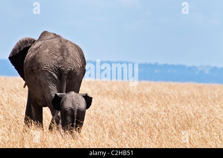 Baby African Elephant Following its Mother,  Loxodonta africana, Masai Mara National Reserve, Kenya, Africa Stock Photo