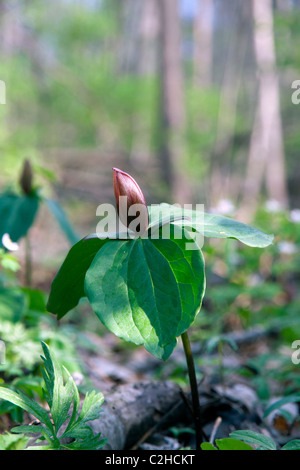 Toad Trillium Toadshade, Sessile-flowered Wake-robin Trillium sessile Spring Indiana USA Stock Photo