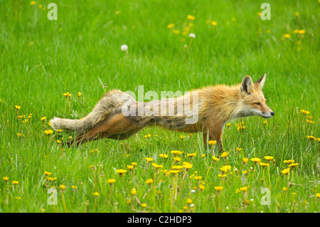 Red Fox Stretching Stock Photo