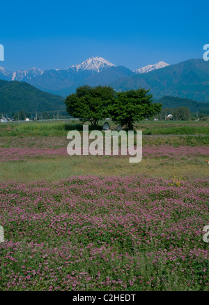 Mount Jonen and Chinese Milk Vetch, Azumino, Nagano, Japan Stock Photo