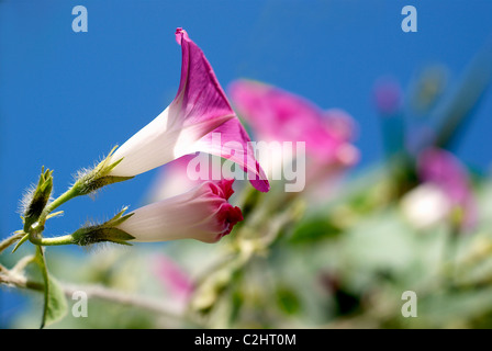 Morning glory flowers Stock Photo