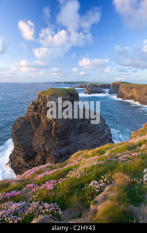 Summer thrift growing along the cliffs at Loop Head, County Clare, Ireland. Stock Photo