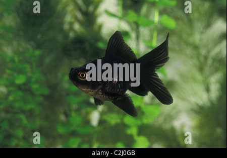 Dragon-eye - Black-moor - Black Telescope goldfish (Carassius auratus) swimming in an aquarium Stock Photo