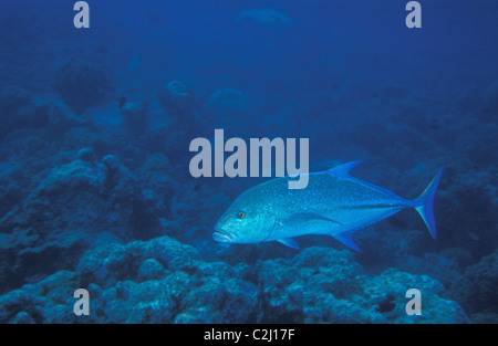 Bluefin jack - Bluefin trevally (Caranx melampygus) swimming on a coral reef - Indian Ocean - Maldives Stock Photo