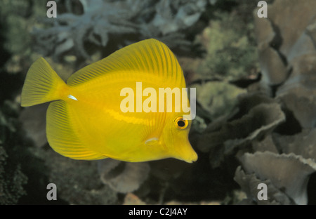 Yellow tang - Yellow Sailfin Tang (surgeon fish) (Zebrasoma flavescens) swimming on a coral reef Stock Photo