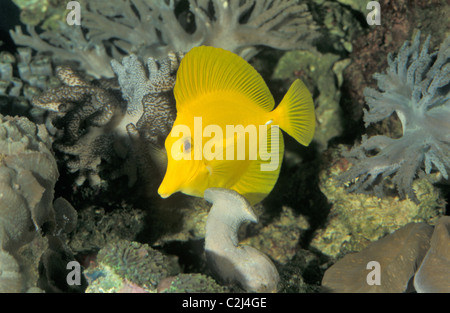 Yellow tang - Yellow Sailfin Tang (surgeon fish) (Zebrasoma flavescens) swimming on a coral reef Stock Photo