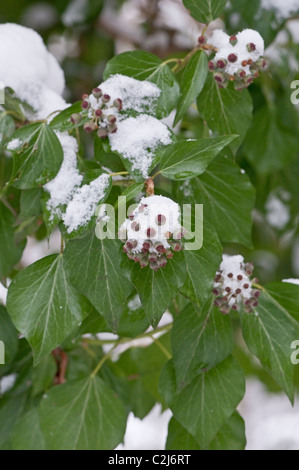 Ivy: Hedera helix. Flowers covered in snow. Surrey, England. December, 2010 Stock Photo