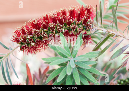 Callistemon viminalis 'little john' . Weeping Bottlebrush tree in flower Stock Photo