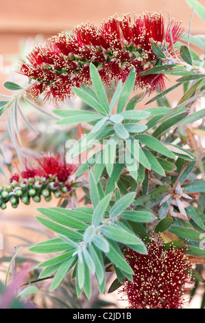 Callistemon viminalis 'little john' . Weeping Bottlebrush tree in flower Stock Photo