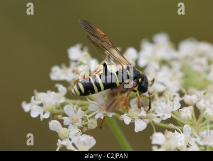 Sawfly, Tenthredo omissa, Tenthredinidae, Symphyta, Hymenoptera. Stock Photo
