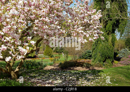 Magnolia blossom in April Stock Photo