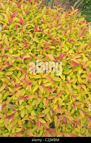 Spiraea japonica 'Japanese Spriaea' cultivar 'Goldflame' Stock Photo