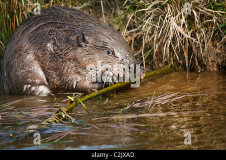 European Beaver(Castor fiber) eating willow on the edge of a lake Stock Photo