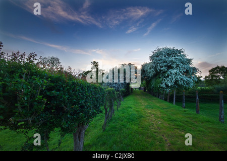 Hawthorn blossom in a Devon Landscape Stock Photo