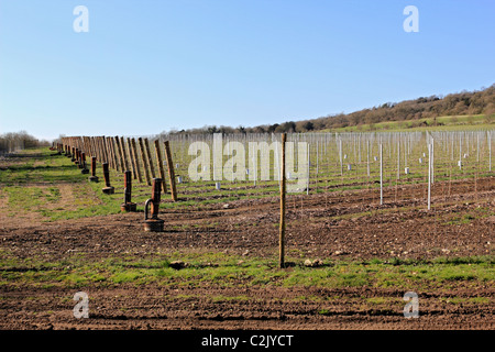 Albury Organic Vineyard on the chalk slopes of the North Downs between Guildford and Dorking on A25 Shere Road Surrey England UK Stock Photo