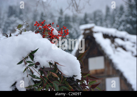 Red Berry in Snowscape, Shirakawa, Ono, Gifu, Japan Stock Photo