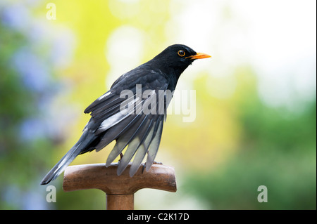 Blackbird on a wooden garden fork handle