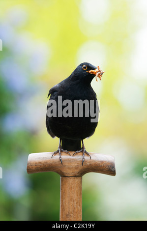 Blackbird with mealworms on a fork handle Stock Photo