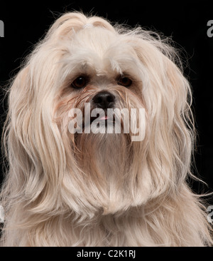 Close-up of Lhasa Apso, 2 and a half years old, in front of black background Stock Photo