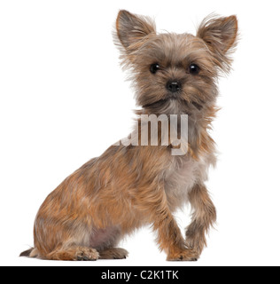 Mixed-breed dog, 7 months old, sitting in front of white background Stock Photo