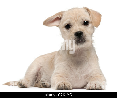 Mixed-breed puppy, 4 months old, lying in front of white background Stock Photo