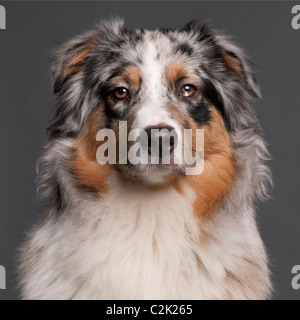 Australian Shepherd dog, 10 months old, in front of grey background