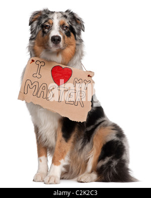 Australian Shepherd dog, 10 months old, sitting in front of white background with sign